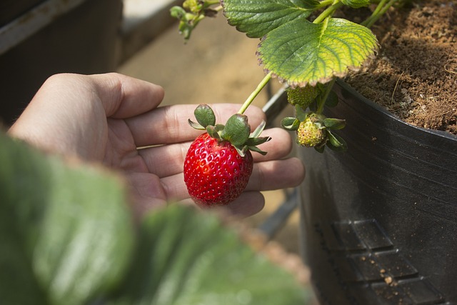 Strawberry Picking Captions For Instagram